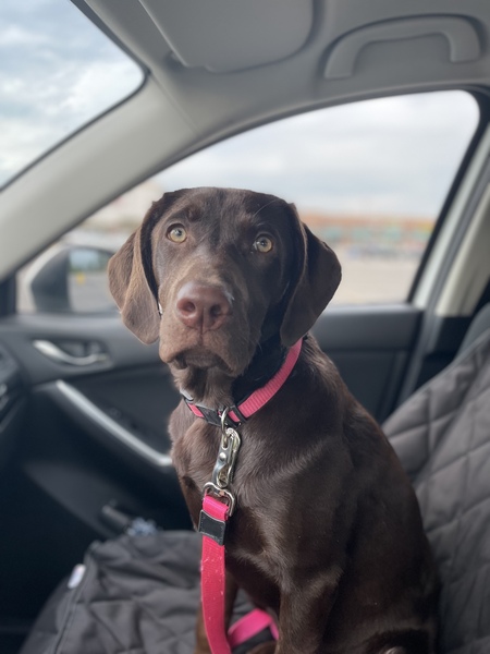 Pippa
