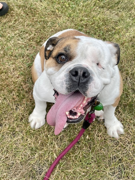 ROSIE the pirate puppy 