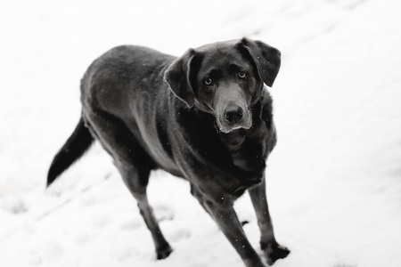 Ember