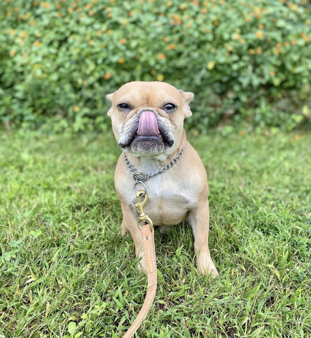 Hugo
