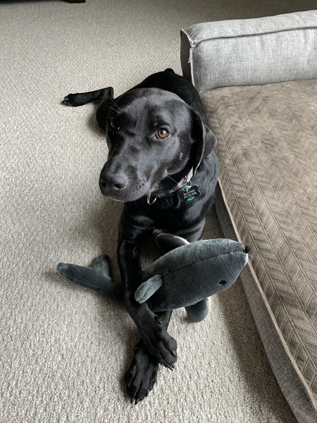 Moose