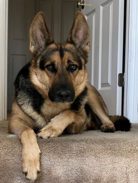 Bear