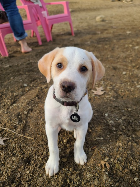 Milo