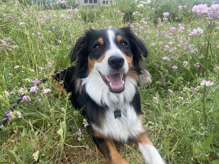 Kora