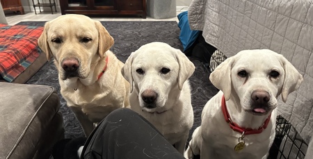 Frosty, Gracie & Mable