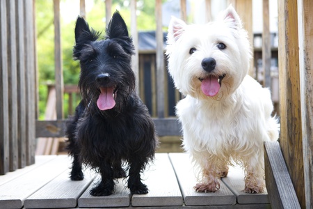 Peggy and Finley