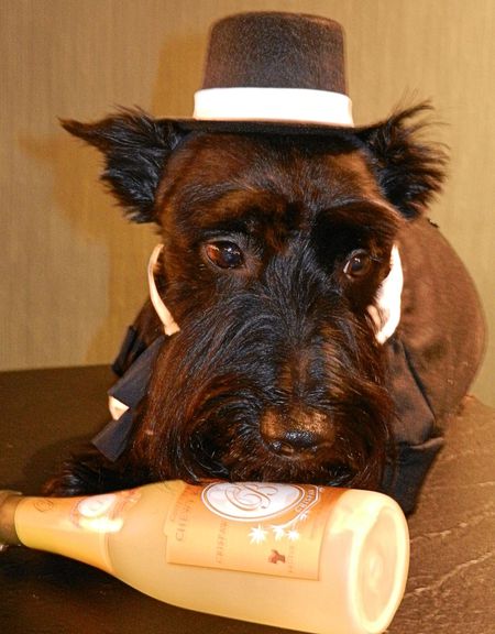 Angus
