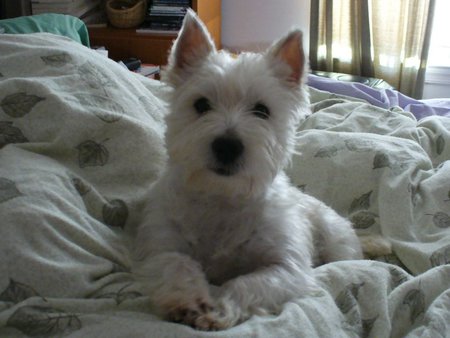 Gracie