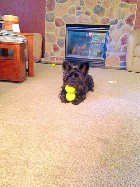 Scottie 