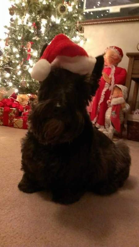 Holly