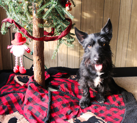 Calvin waiting for Santa Paws!!!