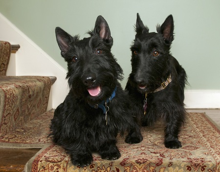 Odysseus (Ody) and Maddie