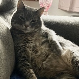 Entry image for Handsome Rob 