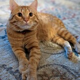 Entry image for Craig