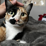 Entry image for Evie 