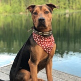 Entry image for Dozer