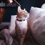 Entry image for Roger