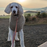 Entry image for Monty 