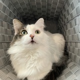 Entry image for Coco