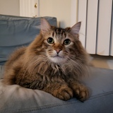 Entry image for Mr kitty