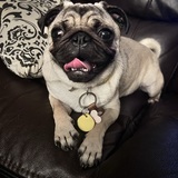 Entry image for Lady Annie the Cuddle Pug