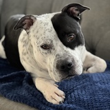 Entry image for Bubba