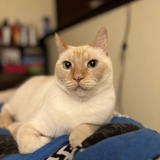 Entry image for Sir Pounce