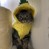 Entry image for Mocha