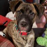 Entry image for Bandit