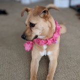 Entry image for Phoebe