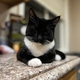 Entry image for Menchie