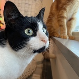 Entry image for Frankie Peach