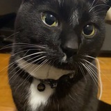 Entry image for Tobin