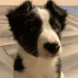 Entry image for Chewie