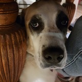 Entry image for Indy