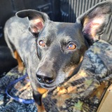 Entry image for Happy