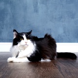 Entry image for Sebastian