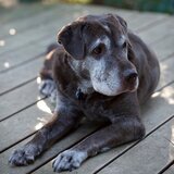 Entry image for Sassy