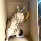 Entry image for Merlin