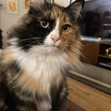 Entry image for Penelope