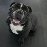 Entry image for Sampson