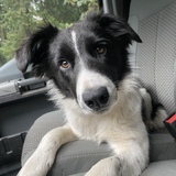 Entry image for Tika