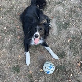 Entry image for Cooper