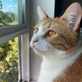 Entry image for Baby Nigel