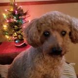 Entry image for Nutmeg