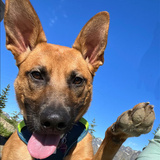 Entry image for Queen Penelope 