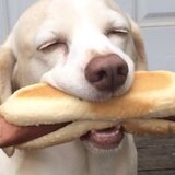 Entry image for Yogi Bear