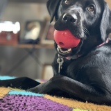 Entry image for Bella