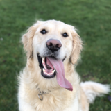 Entry image for Buddy