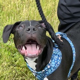 Entry image for Potato